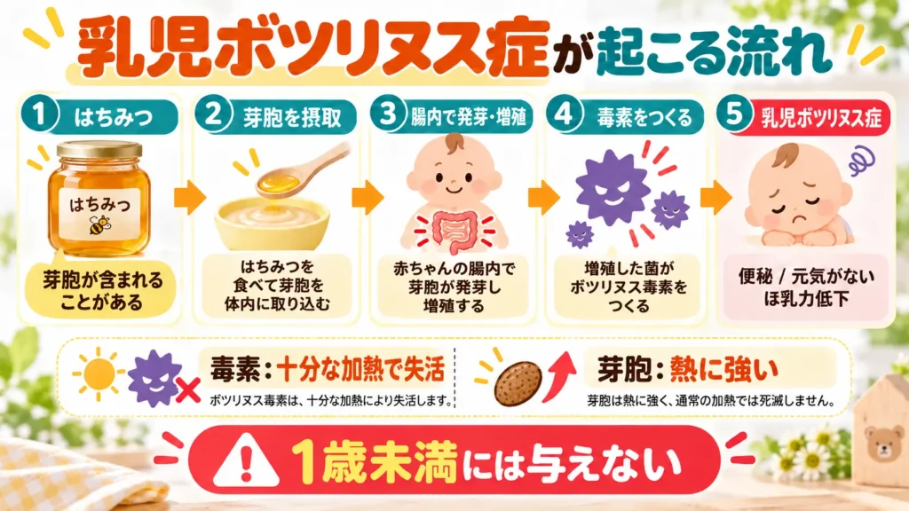 ハチミツに含まれることがある芽胞を赤ちゃんが摂取し、腸内で発芽・増殖して毒素を作り、乳児ボツリヌス症につながる流れを示す図